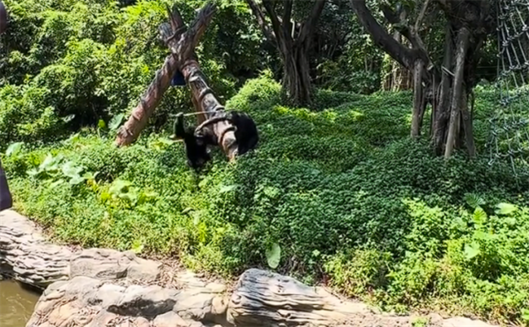 动物园黑猩猩暴打一只鸟被同伴劝阻 园方回应:出于好奇或调皮