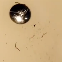 官方通报酒店浴缸口冒出红线虫：督促向游客解释 并给予补偿