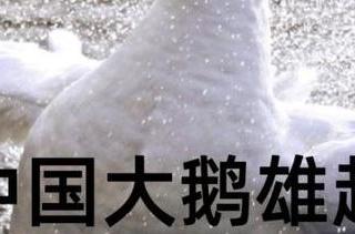 突发！加拿大鹅要卖，波司登、安踏成潜在买家
