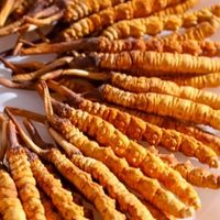 什么牌子的冬虫夏草最好？2025年这5大品牌，安心选购，不踩雷！