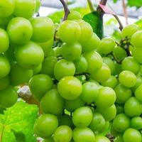 葡萄上市，中国哪的最好吃？网评这10个地方上榜，你吃过哪几种？