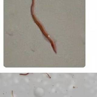 三亚五星酒店浴缸现红线虫 回应陷入高房价低质量争议