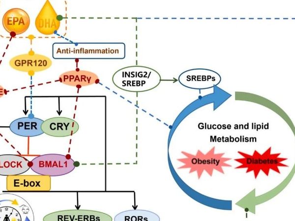吃对脂肪能降糖调脂？揭秘Ω-3的代谢健康密码