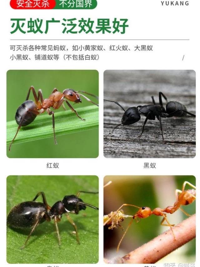 2025年蚂蚁药推荐!十款家用蚂蚁药良心推荐不交智商税,蚂蚁药可闭眼入!