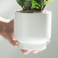 金钱树烂根？3步急救指南！