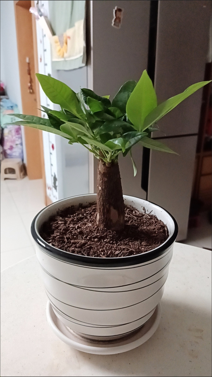 花七休盆栽