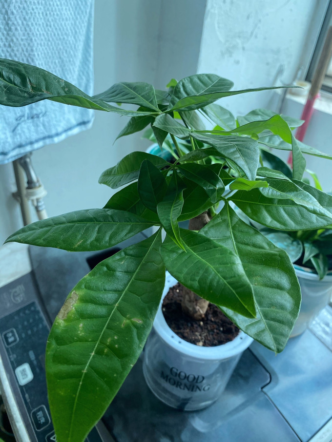 花七休盆栽