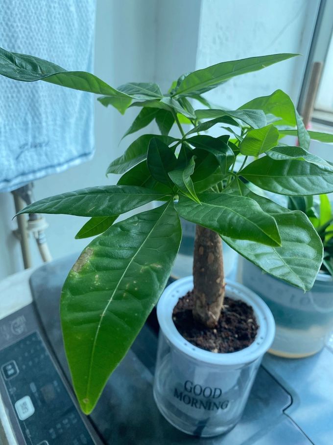 花七休盆栽