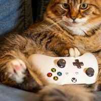 猫罐头品牌推荐？最建议买猫罐头牌子：希喂、弗列加特、麦斯蒂