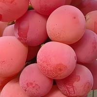 好吃葡萄排行榜：这8个品种的葡萄，贵有贵的道理，闭眼买不踩雷