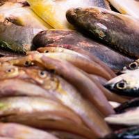 9月开海季，哪种海鲜最肥美？老渔民推荐这10种，错过再等一年！