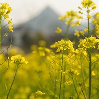 HiPER Calc Pro绿色版：功能强大的科学计算器