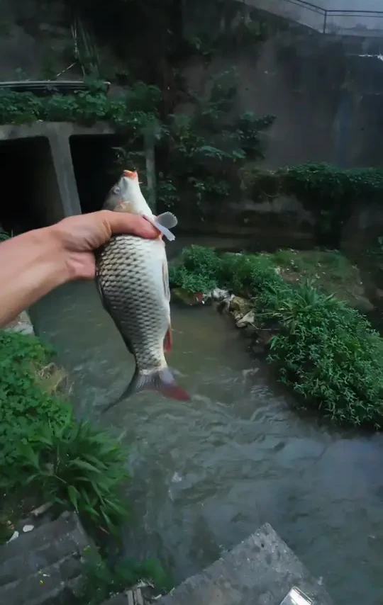 昨天跑了，今天还想跑？
鱼竿:北禾冷月3.6，饵料:龙王恨白条饵，线组:单钩通线2号钩#龙王恨白条饵#溪流钓#鲤鱼#北禾冷月溪流竿#单钩通线