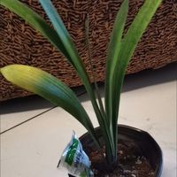 君子兰：客厅高雅气质的点睛之笔