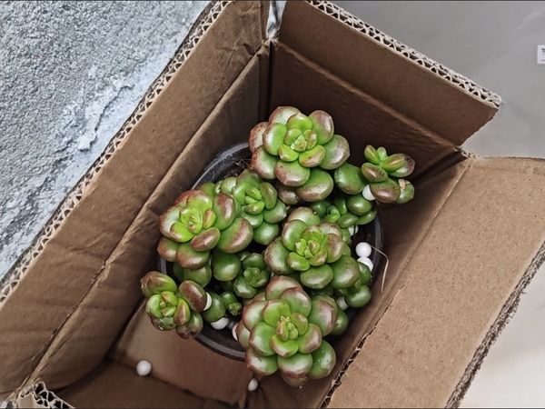 客厅高雅气质的点睛之笔