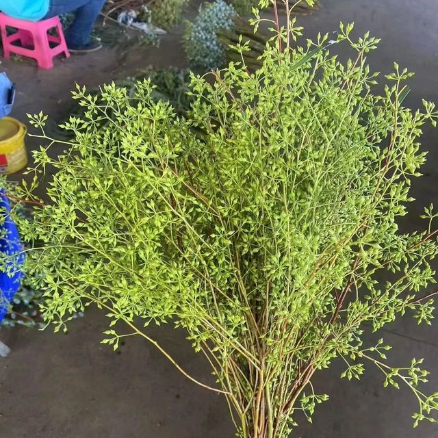 草花/叶子/进口花价格