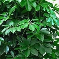 客厅与阳台拐角的丛生鸭脚木，自然与生活的完美融合
