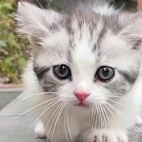 小猫几个月开始能吃猫粮？2025拉屎不臭猫粮排行推荐