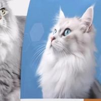 小猫什么时候开始吃猫粮?国产十大放心猫粮2025榜单