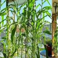 阳台上“种玉米”？这个吉林姑娘太牛了，网友：养花的尽头是种地
