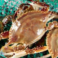 买梭子蟹，别只会挑个大的，老渔民教你2招，保准个个“顶盖肥”