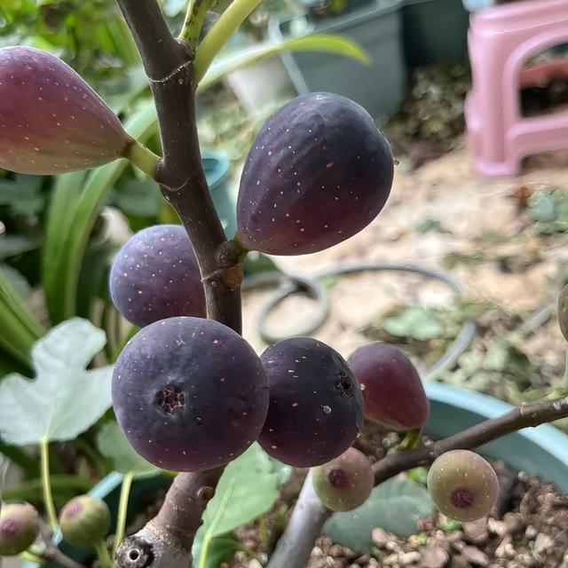 阳台结满蜜果子！无花果新手种植避坑指南