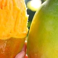 【新鲜上市】正宗攀枝花凯特芒果新鲜水果｜京东快递 更快更好