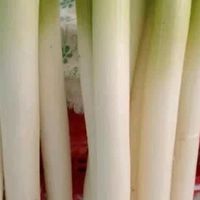 2025头茬铁杆大葱：从田间到舌尖的鲜脆革命