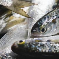 抓紧吃，这10种才是9月海鲜天花板