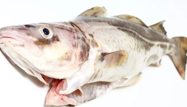 孕妇吃错鱼竟致胎儿畸形？快收藏这份营养科主任公开的安全清单！