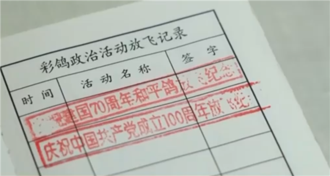 阅兵广场放飞的和平鸽中有“冠军”带队:骨骼肌肉健壮 会认家