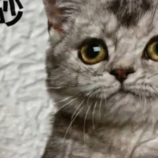 国货猫砂除臭效果显著