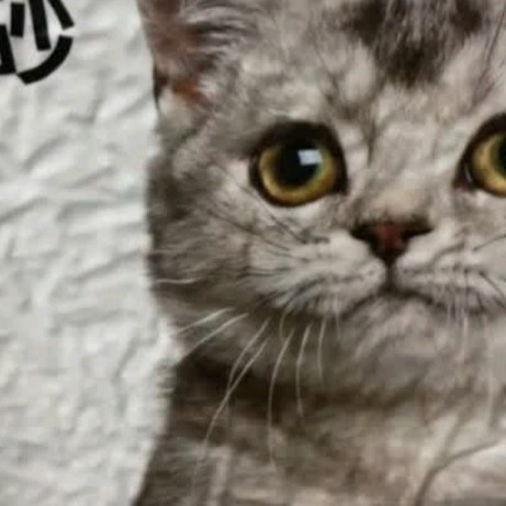 国货猫砂除臭效果显著