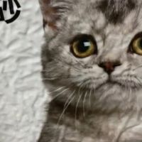 国货猫砂除臭效果显著