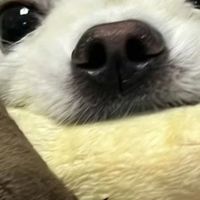 博美犬吃什么狗粮最好？帮助博美长肉吃什么狗粮？