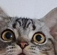 2025年猫粮排行榜！口碑最好的十大猫粮！养猫党必囤