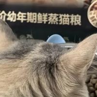 2-12月国货幼猫粮推荐：网易严选