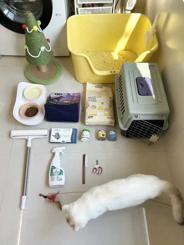 穷养猫3年啦！