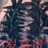 男子养10年的富贵竹，足有5米高，成树还开花：网友：泼天富贵！
