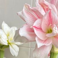 女子的朱顶红30天「开爆花」，网友直呼：花大色美，就该火！