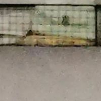 宿舍免打孔置物架