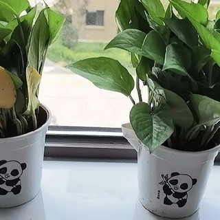 家居绿植优选：绿萝，让家焕发生机的自然精灵