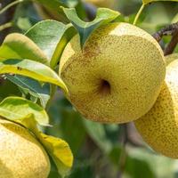 中国，哪的“梨”最好吃？经过评比，这6个地方上榜，有你家乡吗