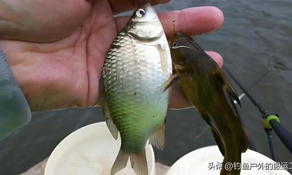 别再胡乱配饵了！这10款“单开王”饵料，专治野钓鲫鱼各种不服！