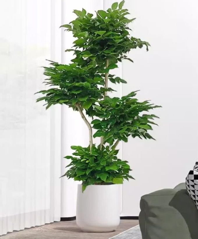 爱优尚鲜花绿植