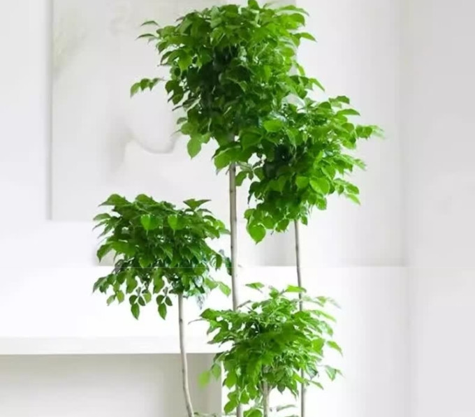 爱优尚鲜花绿植