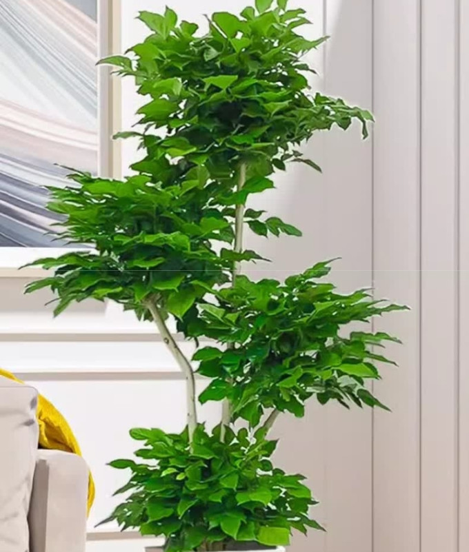 爱优尚鲜花绿植