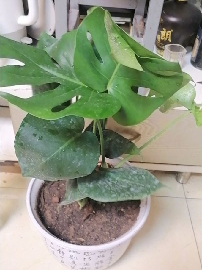 鲜花绿植