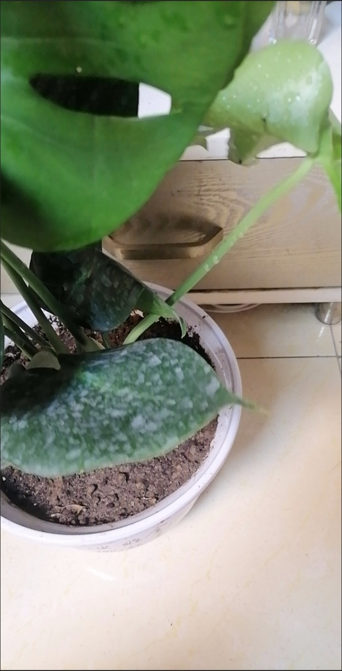 鲜花绿植