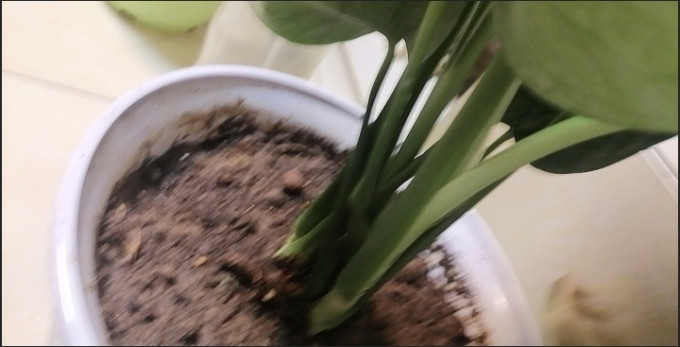鲜花绿植